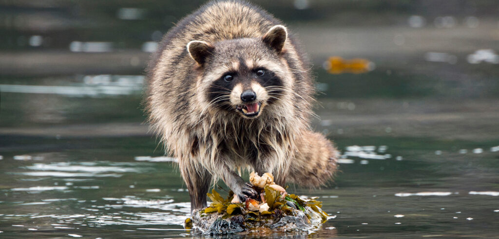 RACOON