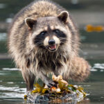 RACOON