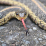 AA GARTER SNAKE 2