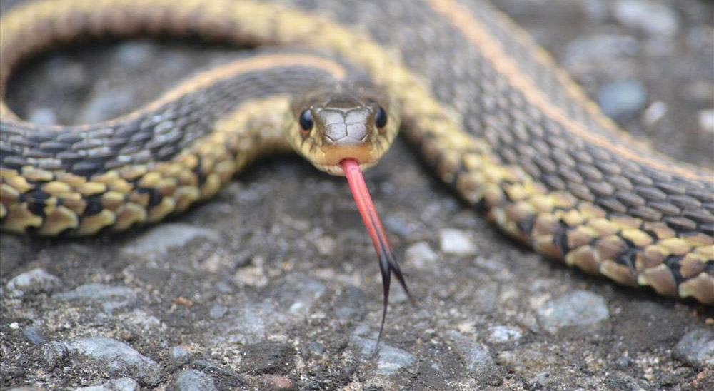 AA GARTER SNAKE 2