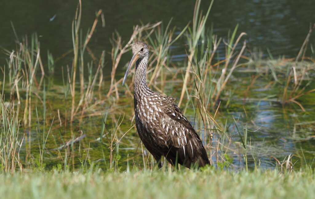 Limpkin2