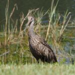 Limpkin2