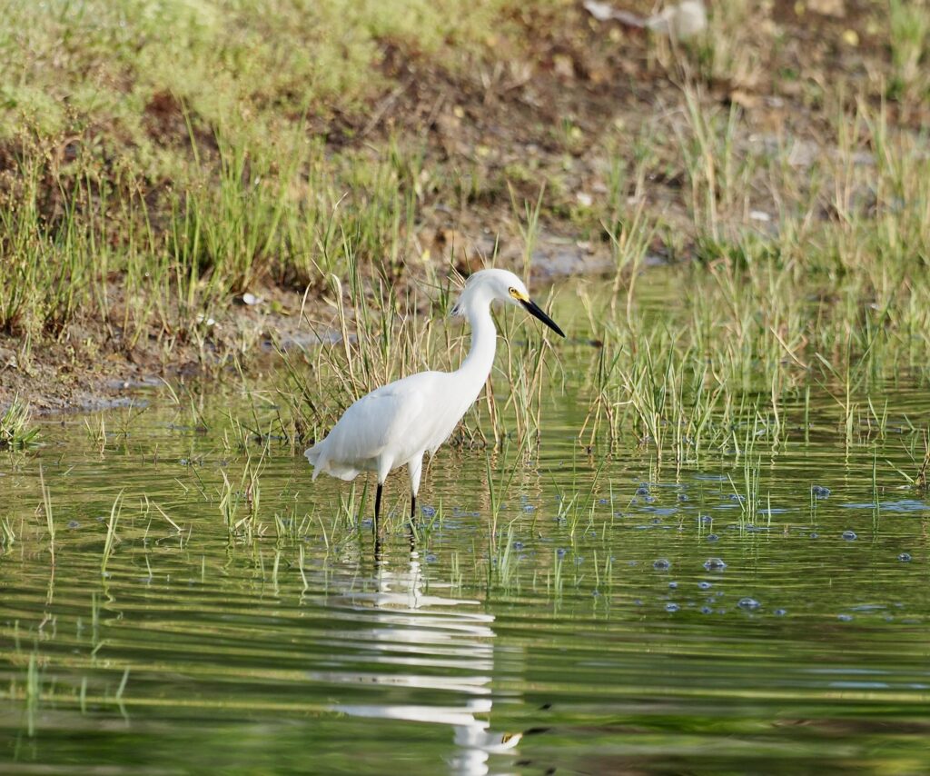 Snowy-Egret2