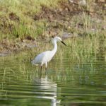 Snowy-Egret2