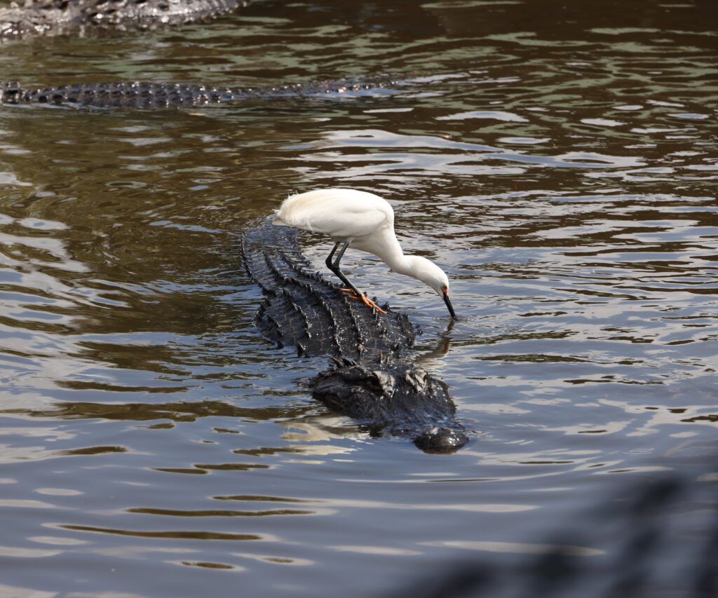 Alligator-and-Heron-update