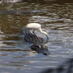 Alligator-and-Heron-update