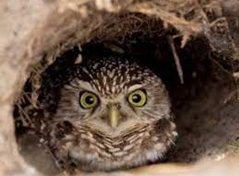 Florida Burrowing Owl