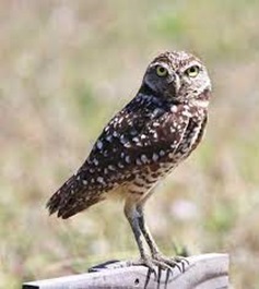 Florida Burrowing Owl