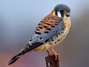 Southeastern American Kestrel