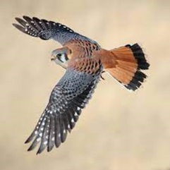 Southeastern American Kestrel