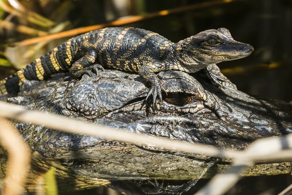 A baby alligator sitting on an adult alligator's head