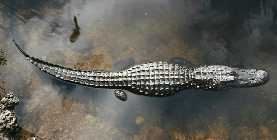 A top down view of an alligator in the water