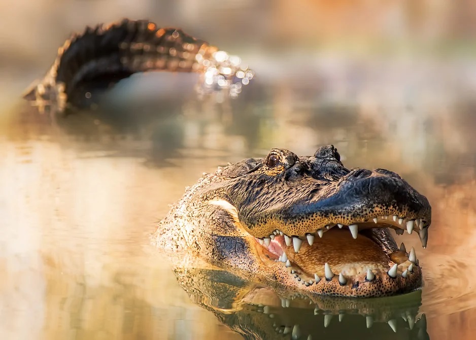 An alligator with its head coming out of the water