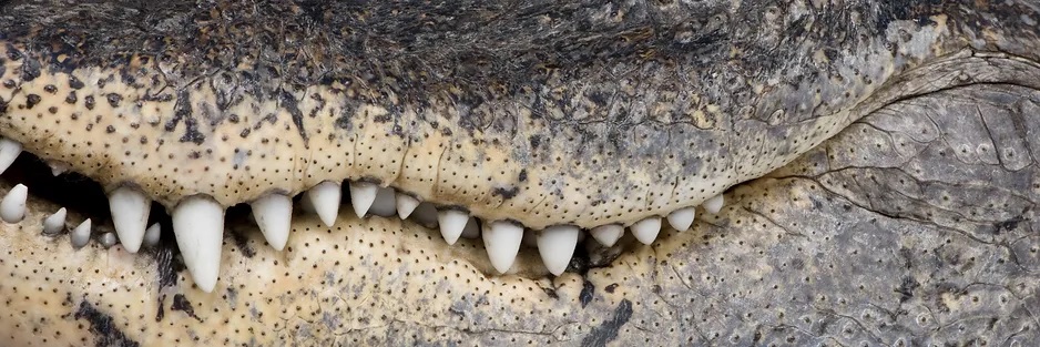 A side view of an alligator's mouth